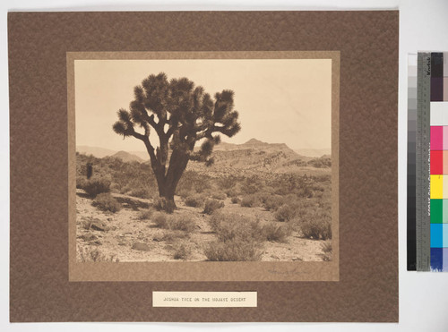 The Mojave Desert, Inyo County, California