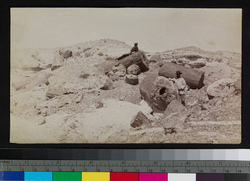 Men shown with petrified logs, probably in Chalcedony Park, Arizona