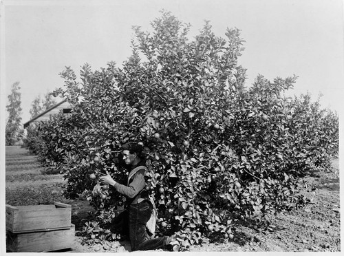 Lemon picking