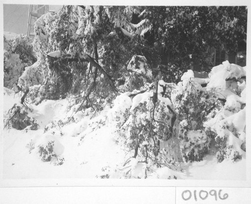 Snow on trees, Mount Wilson Observatory