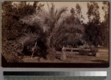 Woman and date palm tree, Riverside, California