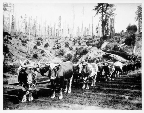 Logging - oxen team on a skid road