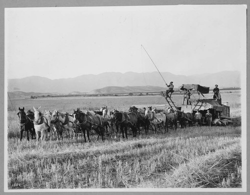 Harvesting grain on Van Nuys Lankersheim Ranch