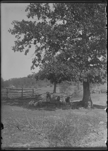 Sheep in pasture, Lake Tahoe, Nevada