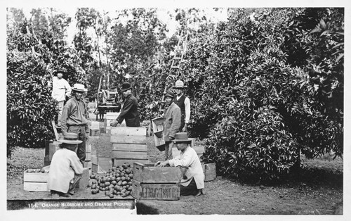 Orange blossoms and orange picking