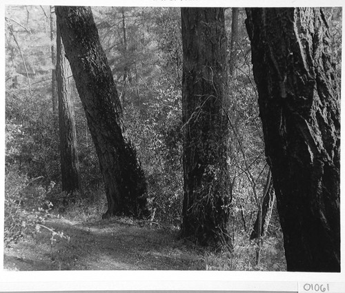 Trees at A.G. Strain's camp, Mount Wilson