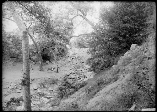 Man and donkey near stream, Mount Wilson