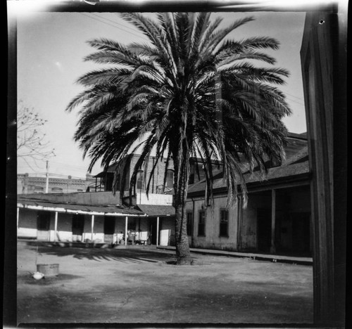 Palm tree and adobe buildings behind Plaza Church, Los Angeles