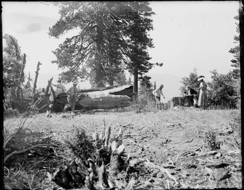 Felled tree at the 100-inch telescope site, prior to construction, Mount Wilson Observatory
