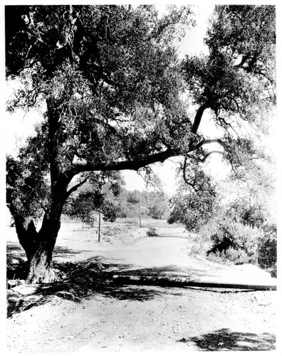 Beverly Blvd. about 1923