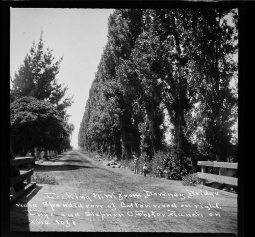 Looking N.W. from Downey Bridge. Note splendid row of Cottonwood on right. Lugo and Stephen C. Foster Ranch on the left