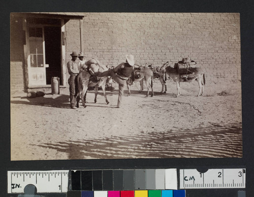 Men with pack mules loaded with supplies