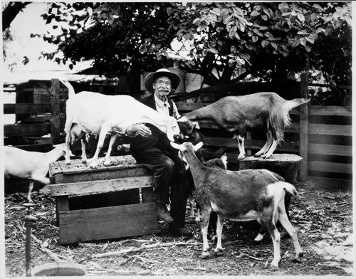 G.W. Glover and his goats, South Pasadena