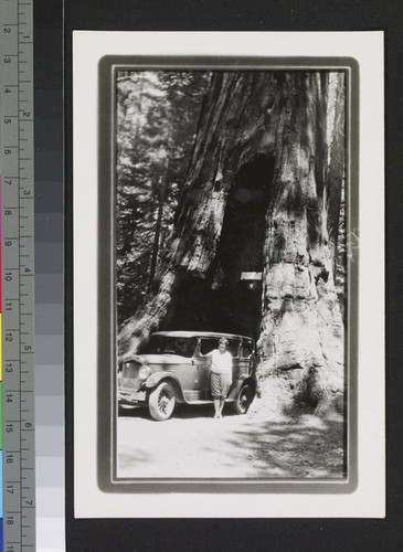 California Tunnel Tree