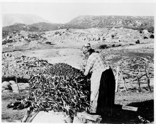 Mission Indian Woman filling the granary with acorns