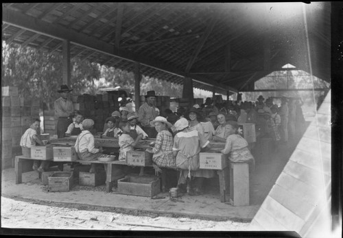 Hand treating apricots. B. D. Co. [Variant]