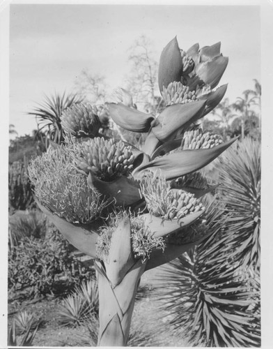 Agave goldmaniana