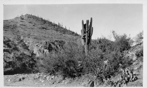 Carnegia gigantea in its native habitat