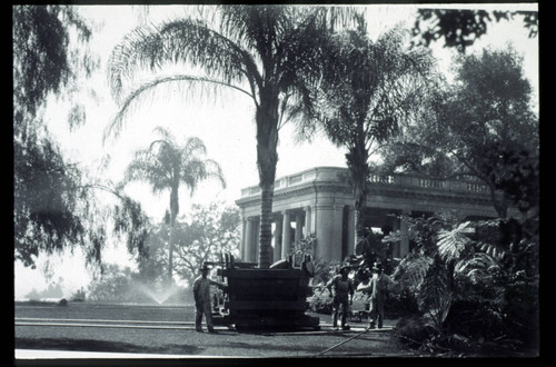 Transplanting aricastrum palm