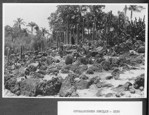 Cephalocereus senilis, 1930
