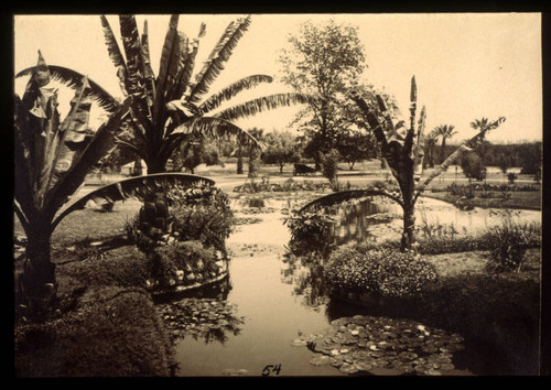 Lily ponds, circa 1910