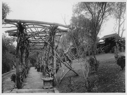 Wisteria pergola in Japanese garden, 1913