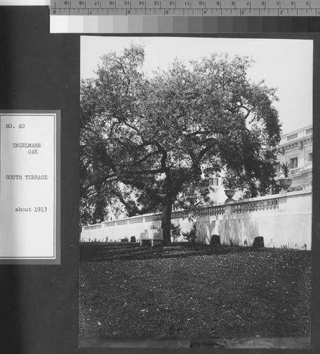 Oak tree near the south terrace of the Huntington residence, circa 1913