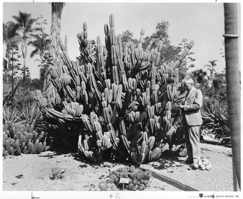 Cereus Huntingtonianus, circa 1935