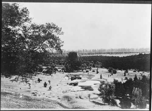 Lily ponds with citrus groves beyond, circa 1905