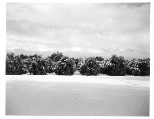 An orange grove on the San Marino Ranch after snowfall, January 11, 1949