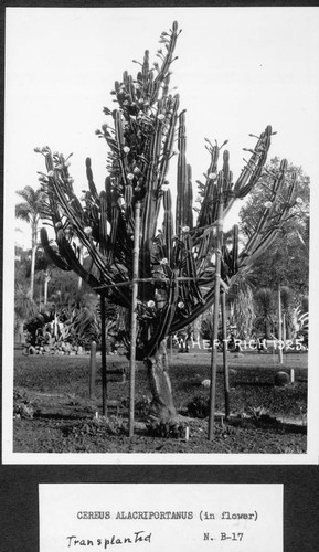 Cereus alacriportanus (in flower), 1925