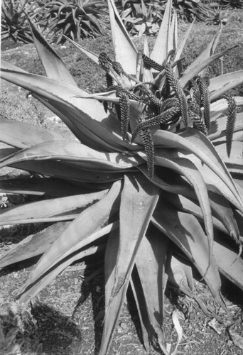 Aloe candelabrum with frost damage, 1937