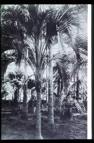Palms in lath house, circa 1912