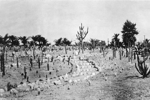 Desert and palm gardens, circa 1909