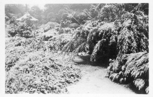 Japanese garden after snowfall, January 15, 1932