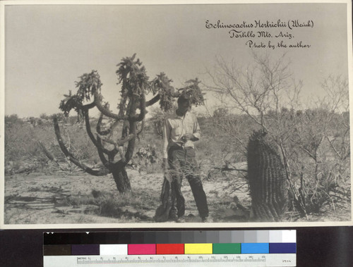 Echinocactus hertrichii in its native habitat