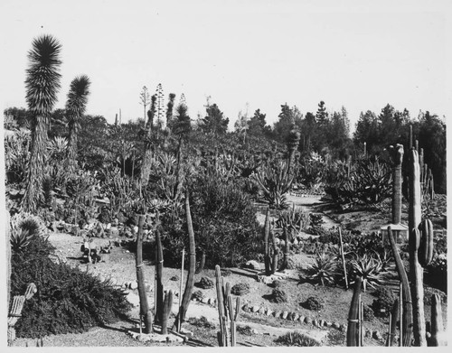 Desert garden, general view, 1935