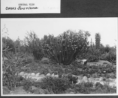 Desert garden, general view