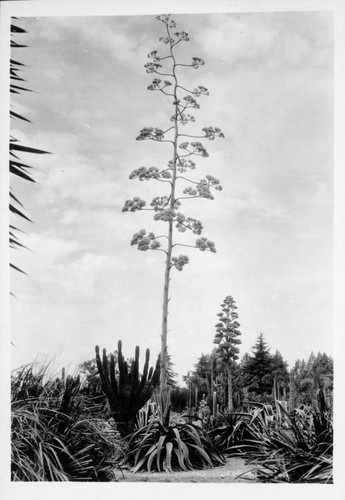 Agave regeliana