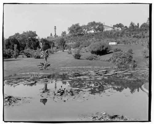 Lily pond with Victoria lily, circa 1916