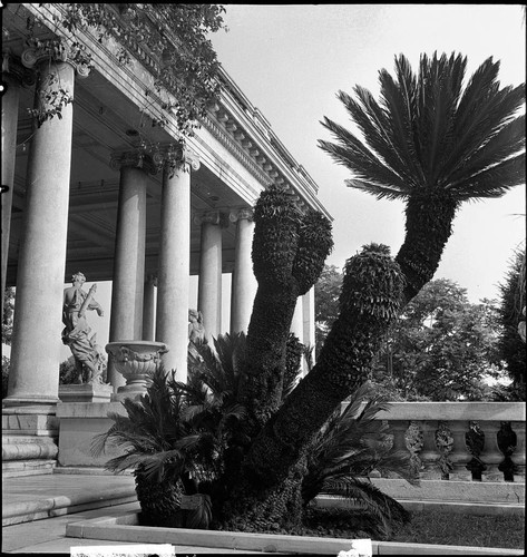 Cycas revoluta specimen on the terrace of the Huntington residence with the loggia in the background