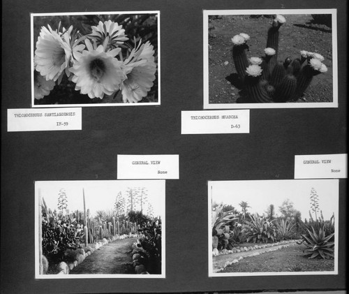 Desert garden general views and trichocereus specimens