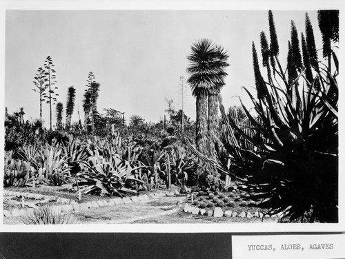 Yuccas, aloes, and agaves