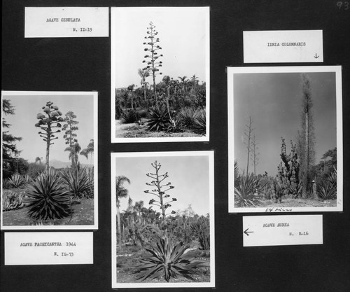 Desert garden views of agave and indria specimens