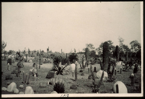 Desert garden, general view, circa 1912