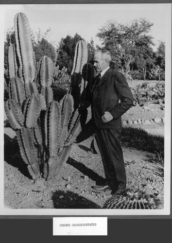 Cereus grandicostatus