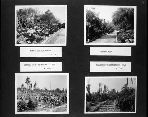 Desert garden views of dasylirion and mammillaria collections and agaves, aloes, and yuccas