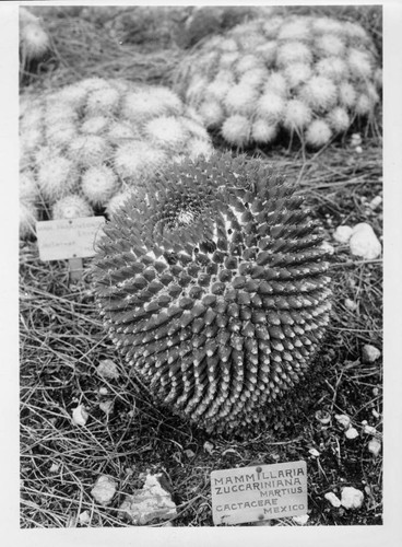 Mammillaria zuccariniana