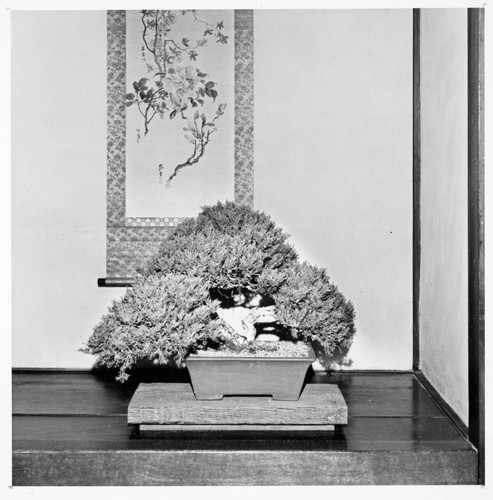 Bonsai display in the Japanese garden