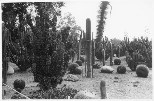 Desert garden, general view, 1924